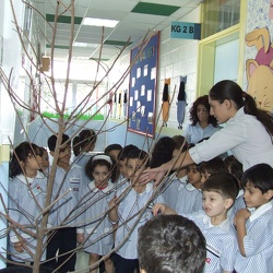 Stages for the apple tree, KG2