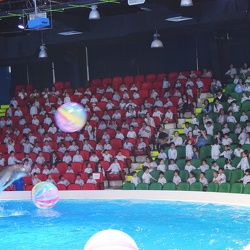 Dolphin Show, KG